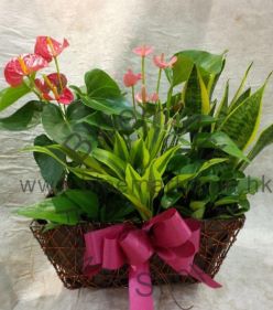 Greenery basket - Code 1125